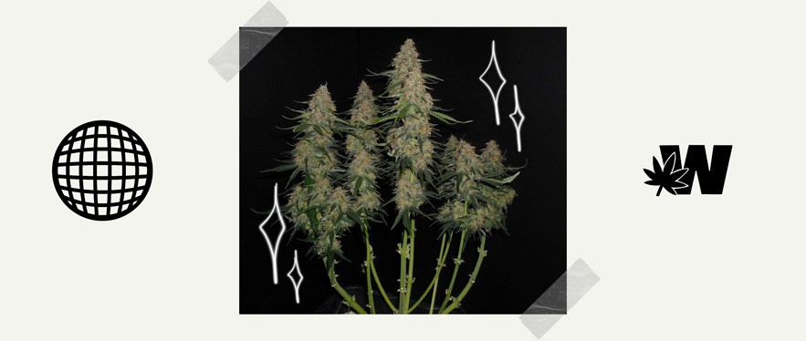 Featured image for “Silver Haze CBD Strain”