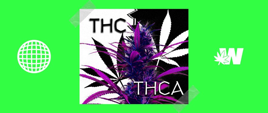 THC vs THCA