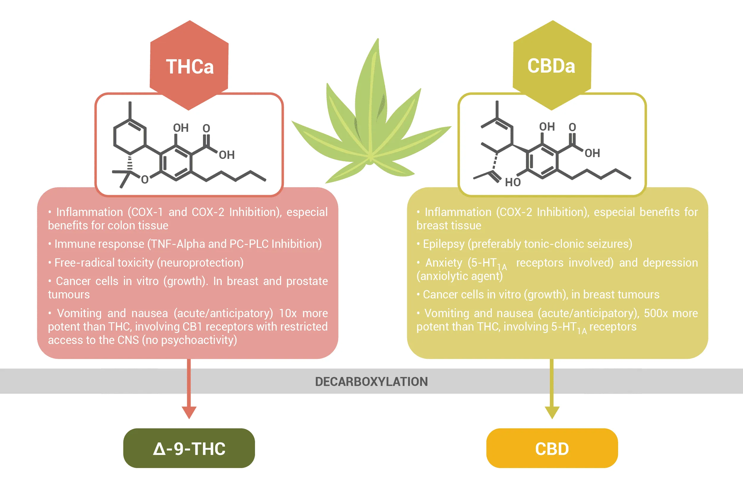 THC vs THCA