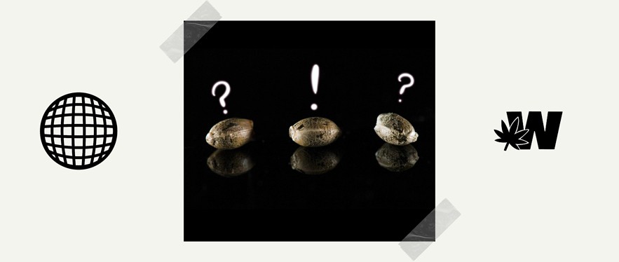 Featured image for “Best Weed Strains to Grow”