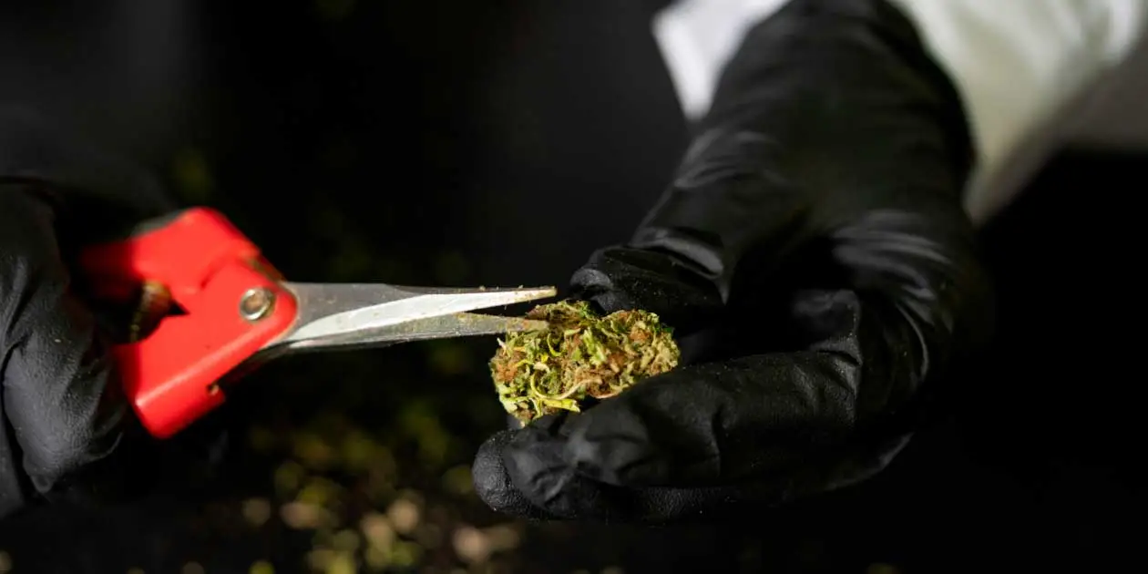 Featured image for “The Dangers of Moldy Weed: Risks Identification and Prevention”