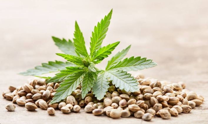 What Are Cannabis Seeds