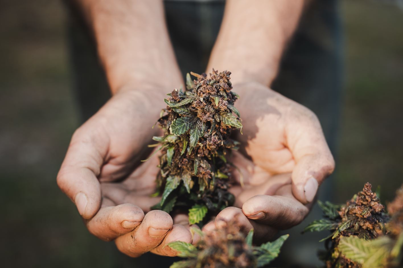 Practical Applications of Decarboxylated Cannabis