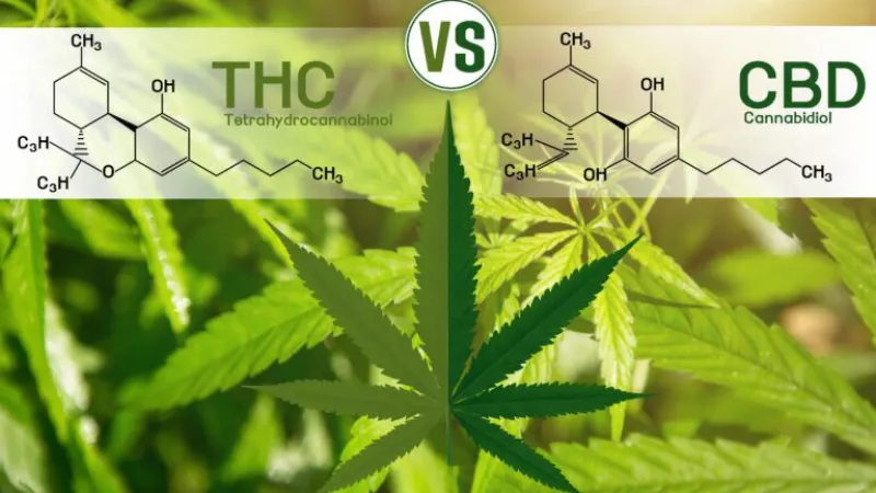 Featured image for “THCA vs CBD: Differences and Benefits”