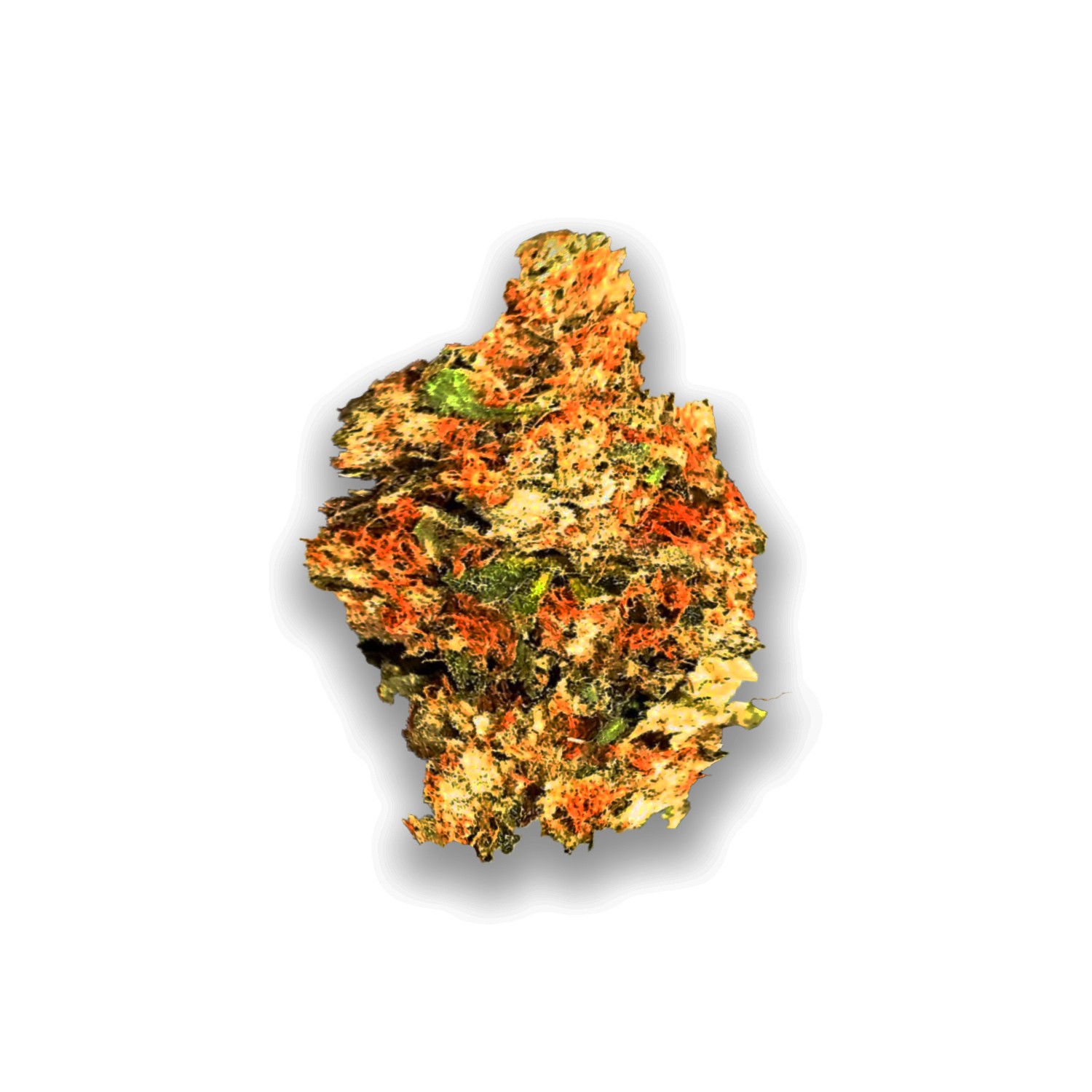 Featured image for “Champagne Diesel Strain”