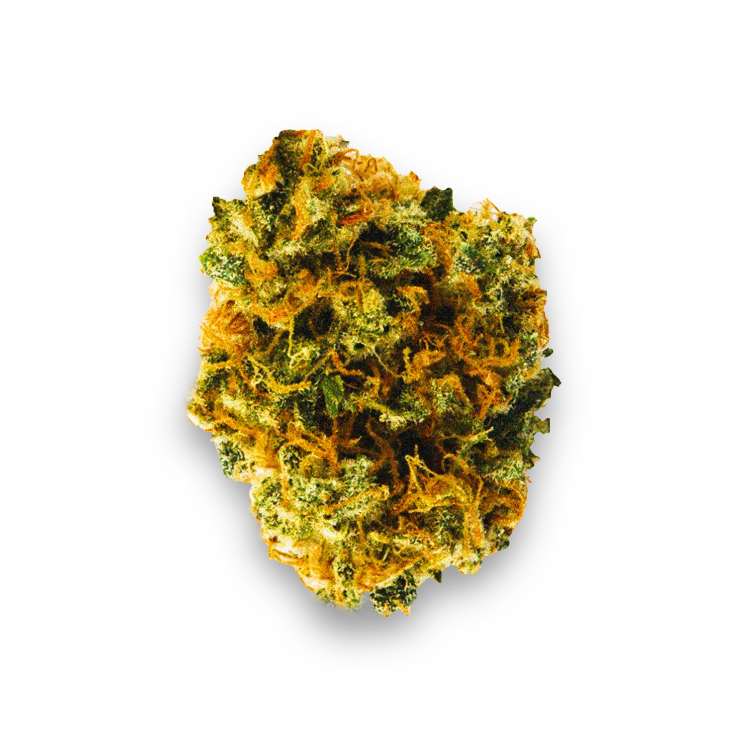 Featured image for “CSG Strain”