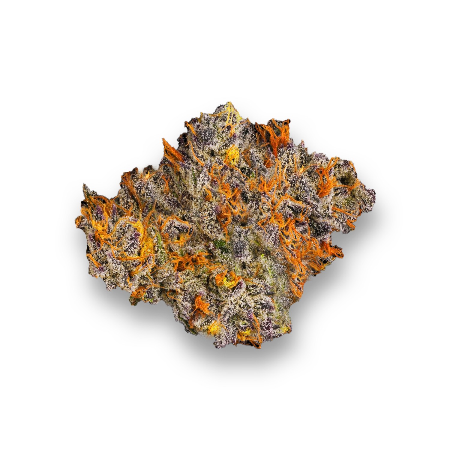 Featured image for “Ethiopian Strain”