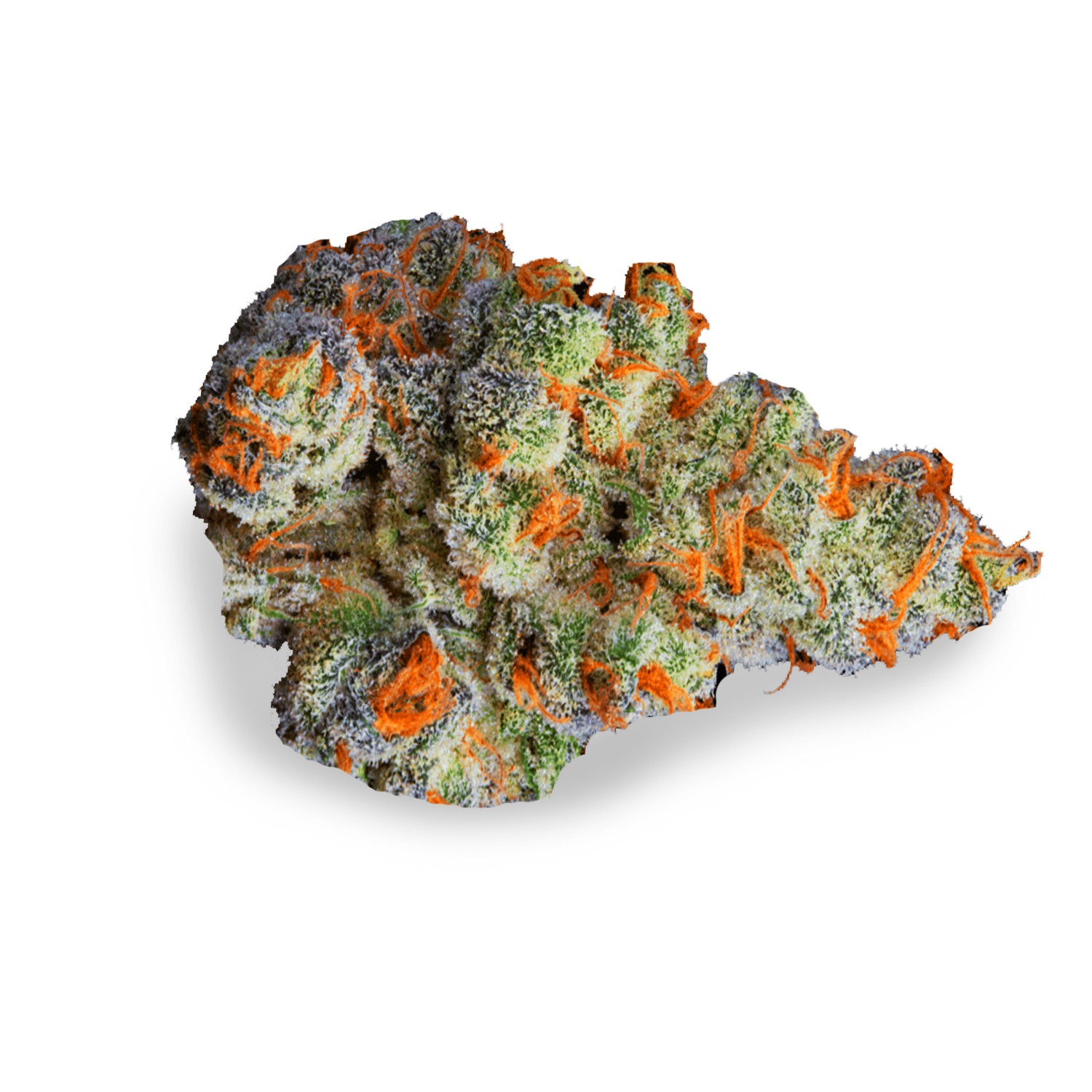 Featured image for “Grand Master Sex Strain”