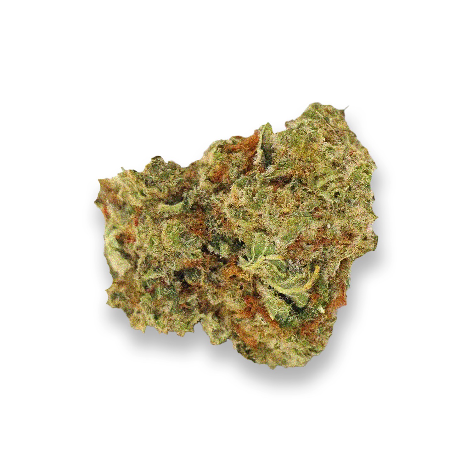 Featured image for “Hammerhead Strain”