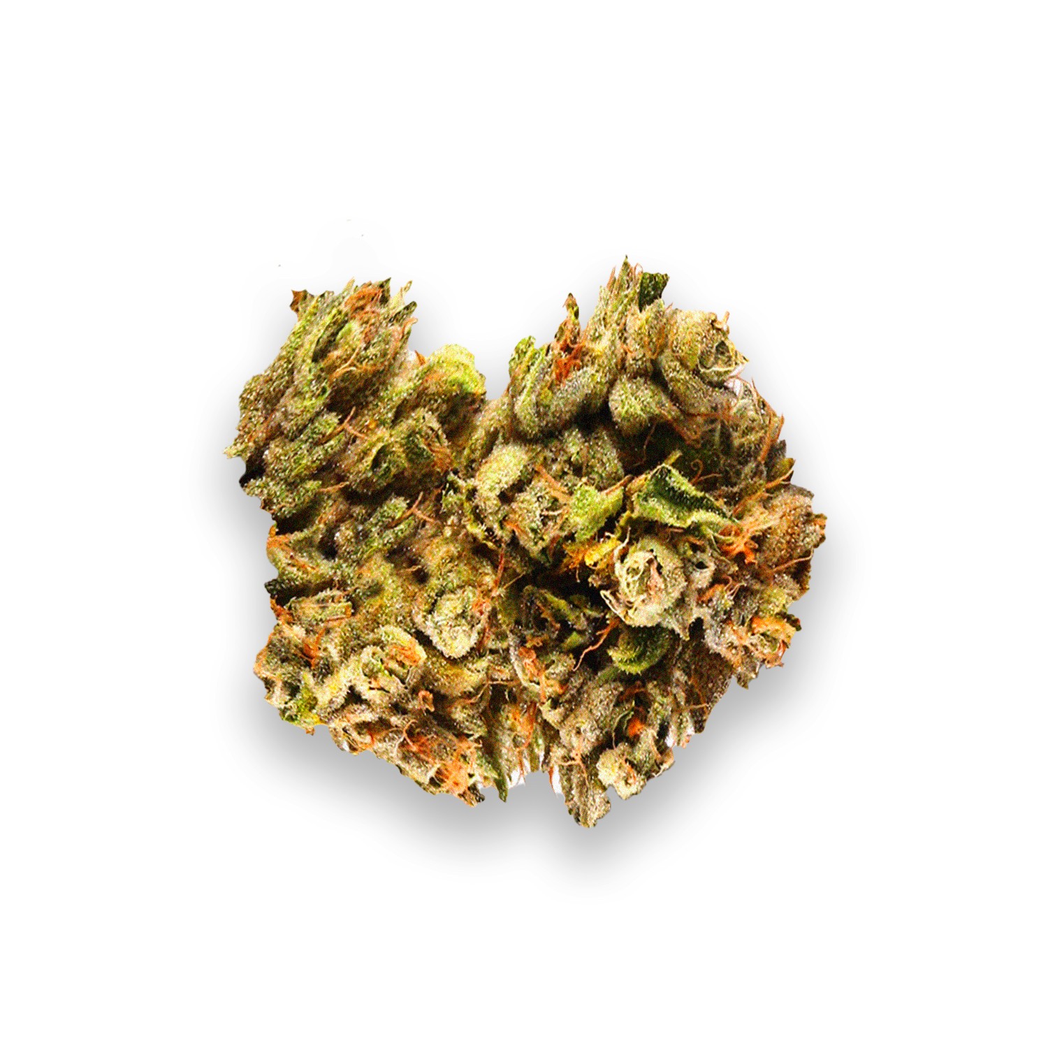 Featured image for “Hawaiian Strain”