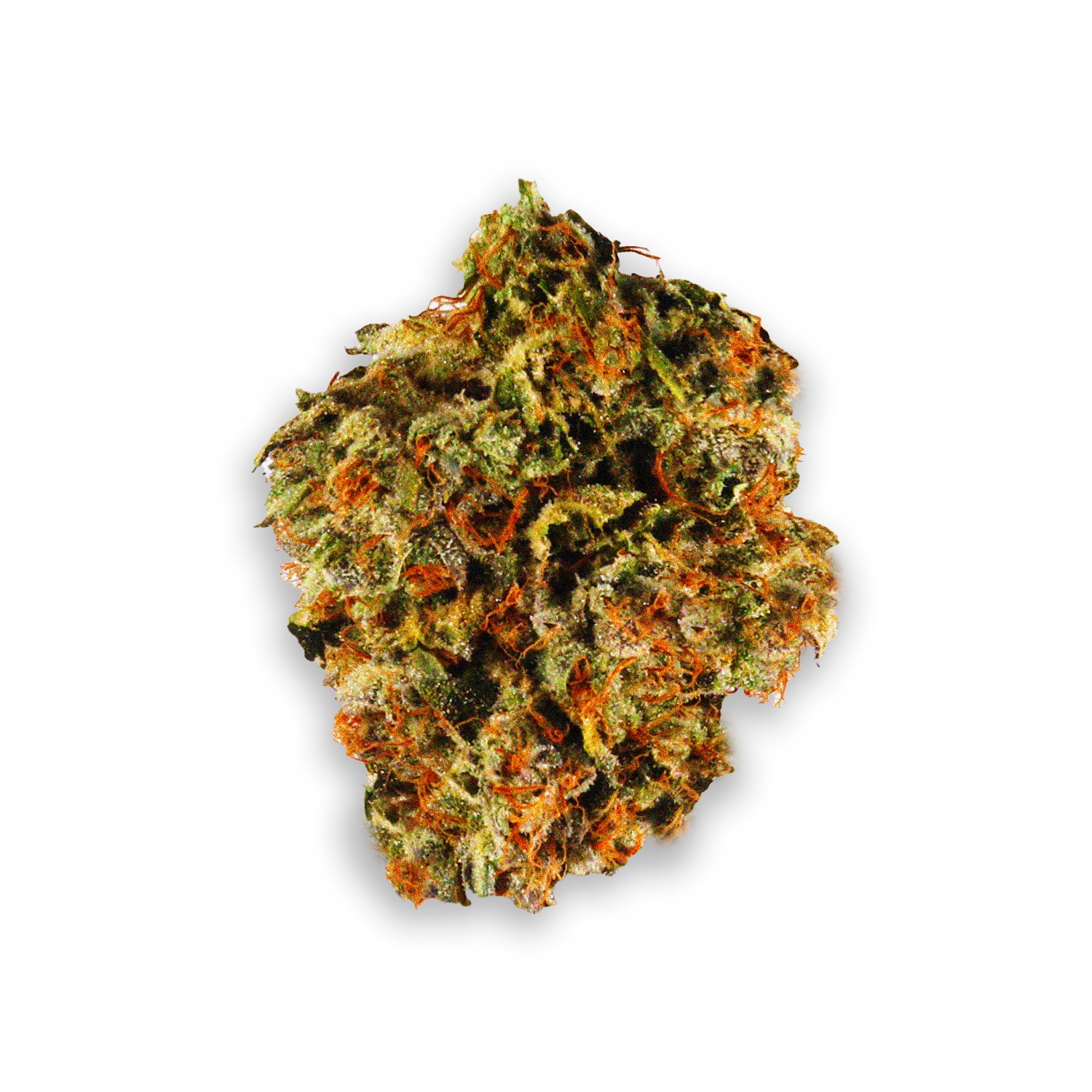 Featured image for “King Kong Strain”