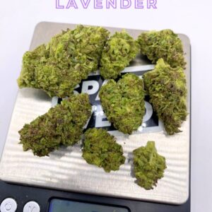 lavender_2