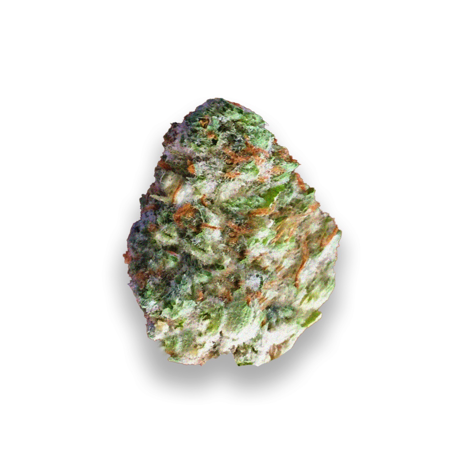 Featured image for “Lifestar Strain”