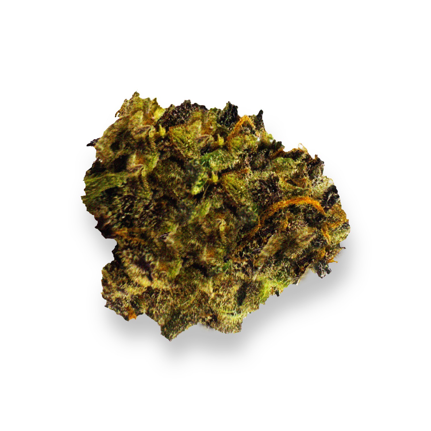 Featured image for “Malibu OG Strain”