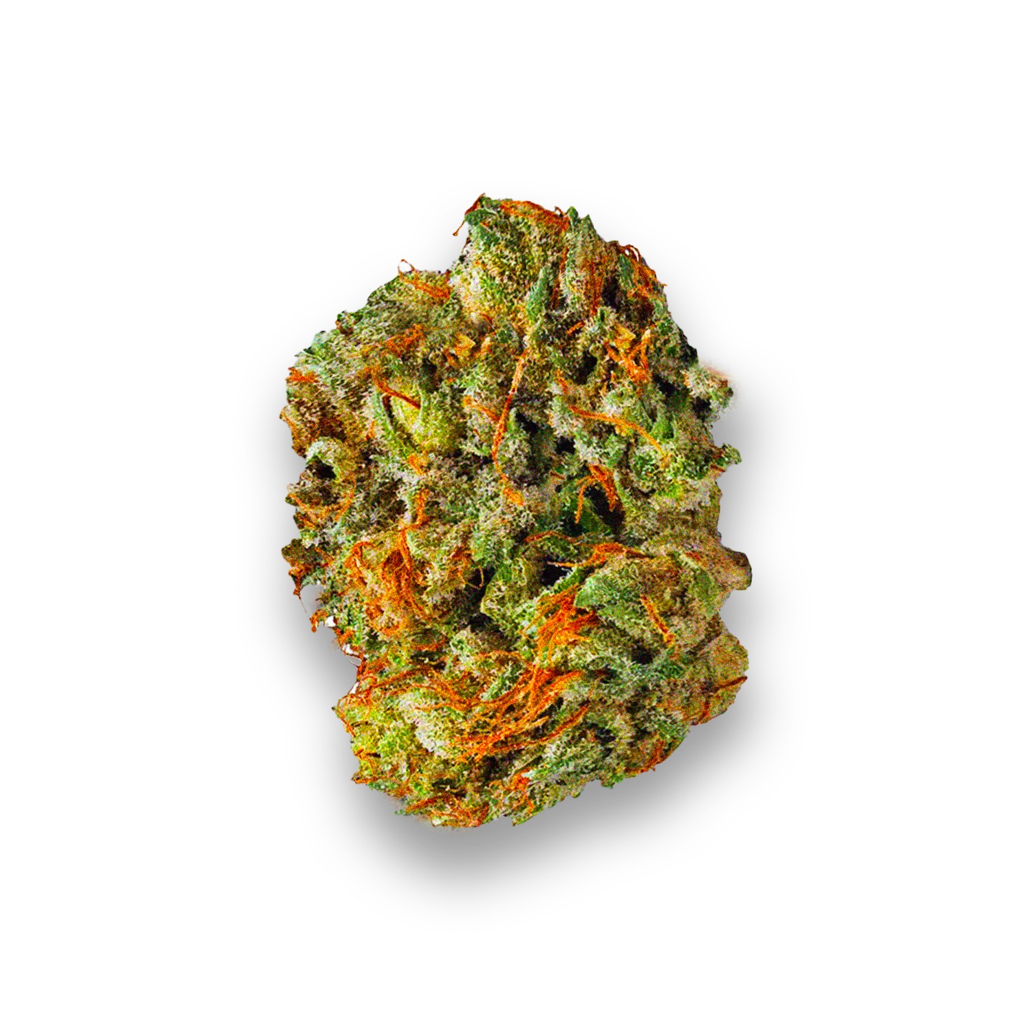 Featured image for “Master Kush Strain”
