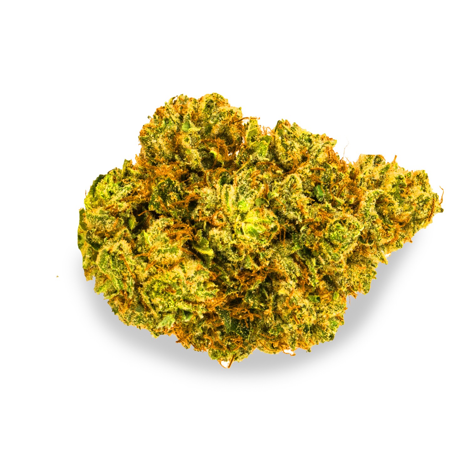 Featured image for “Morning Star Strain”