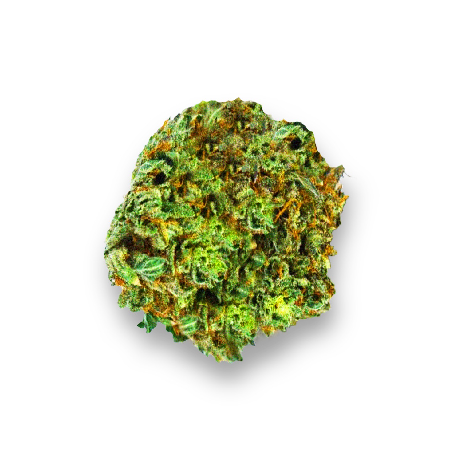 Featured image for “Purple Jack Strain”