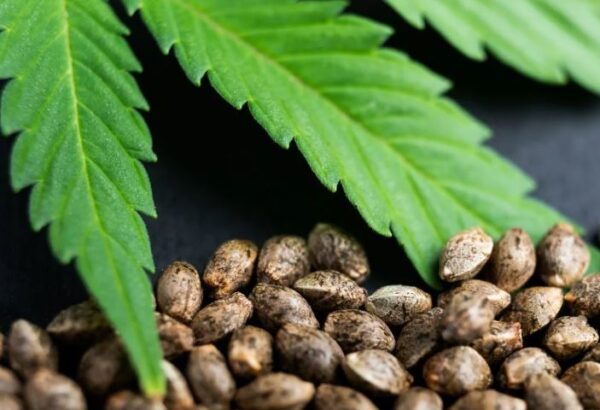 Weed.com vs. Other Cannabis Seed Retailers: Why Customers Choose Us