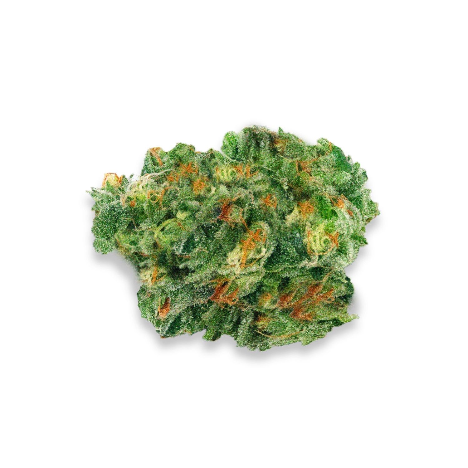 Featured image for “Sun Cake Strain”