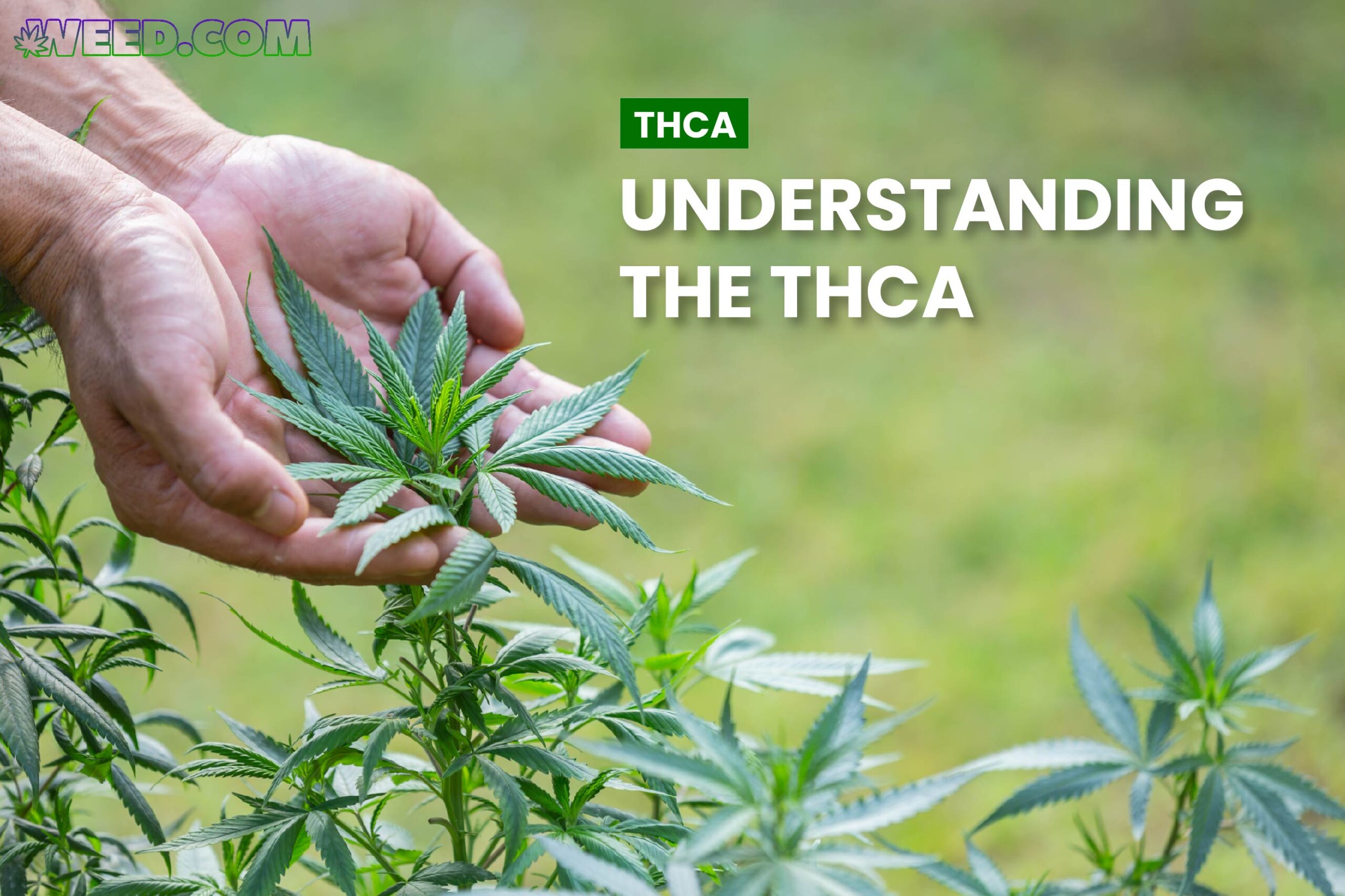 Understanding THCA