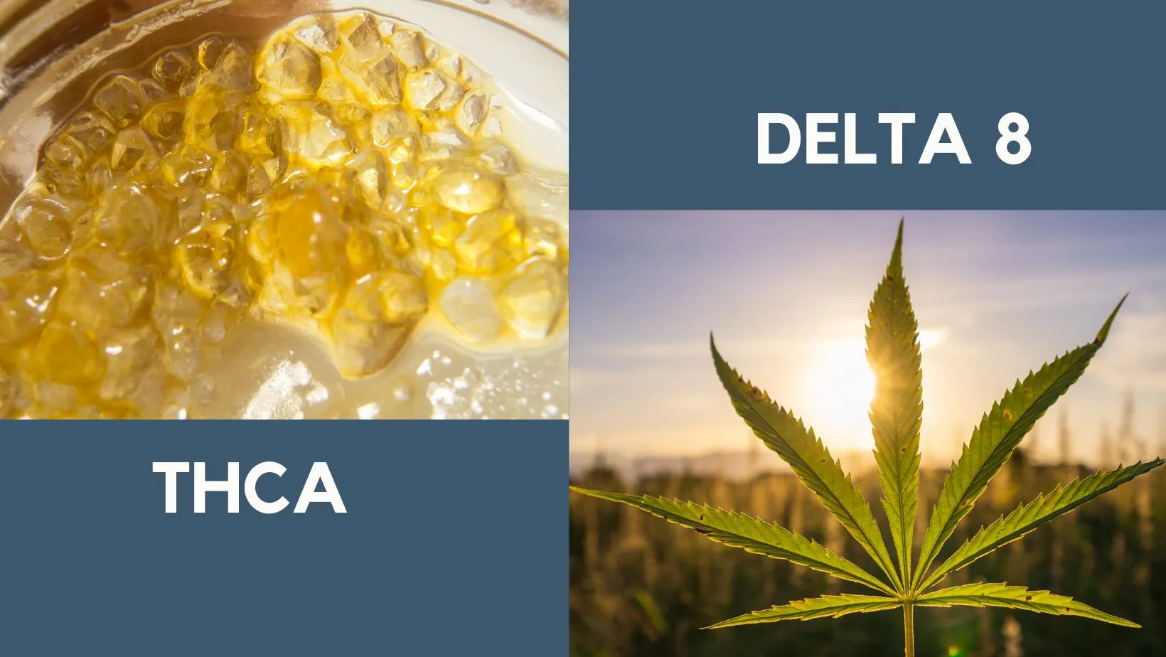 Featured image for “THCA vs delta 8”