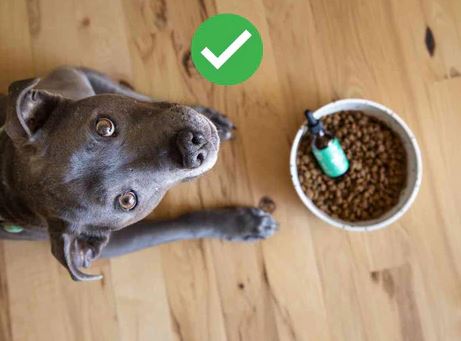 Featured image for “Adding CBD to Pet Food: A Comprehensive Guide”