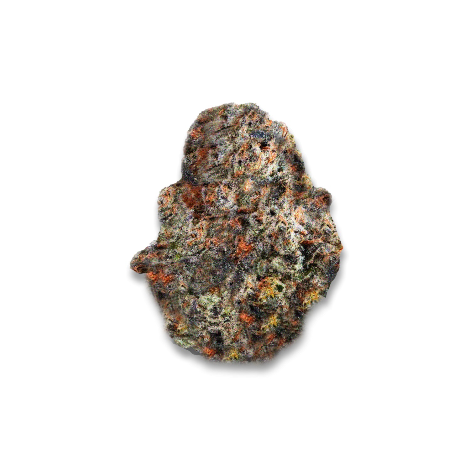 Featured image for “Versace Strain”