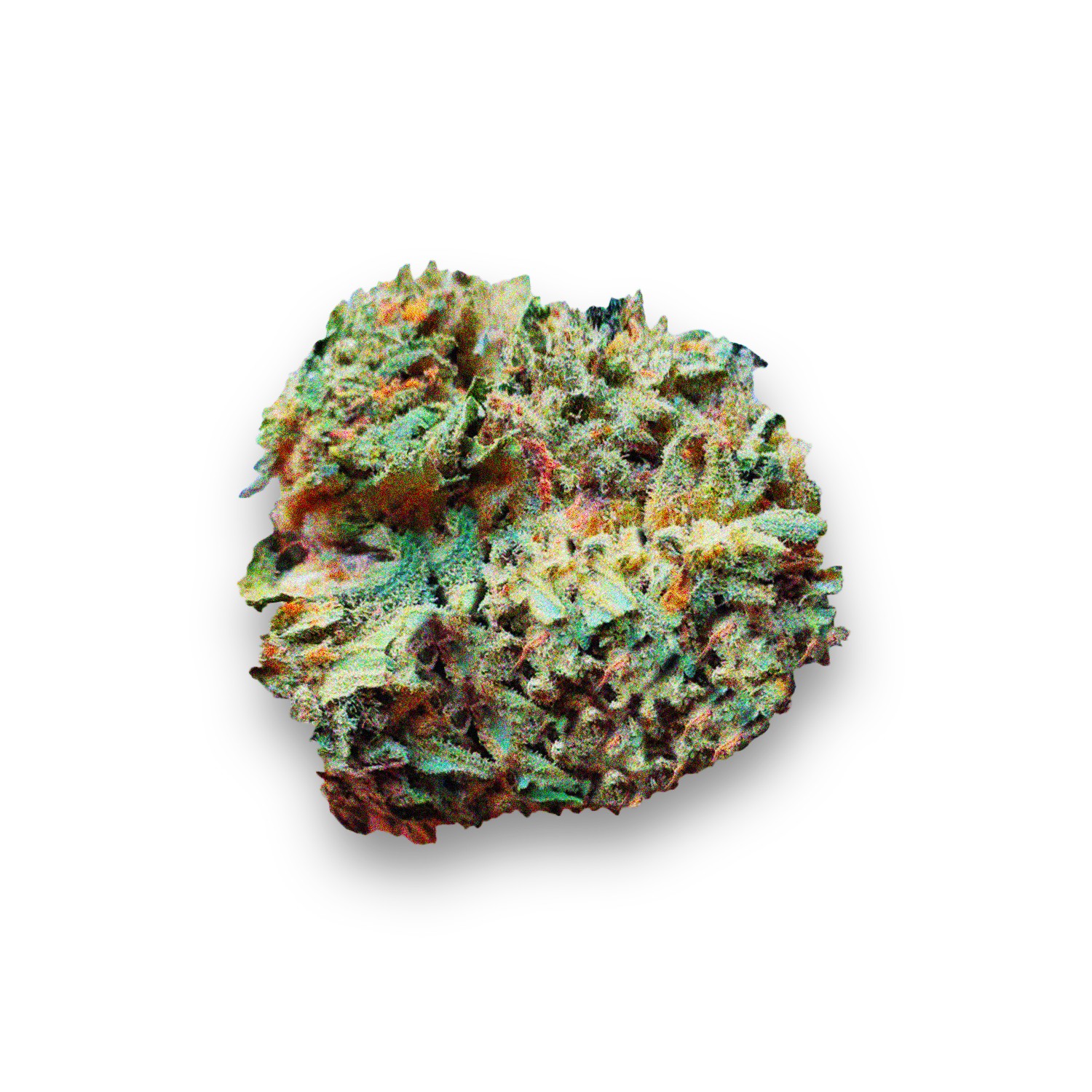 Featured image for “West Coast Dawg Strain”