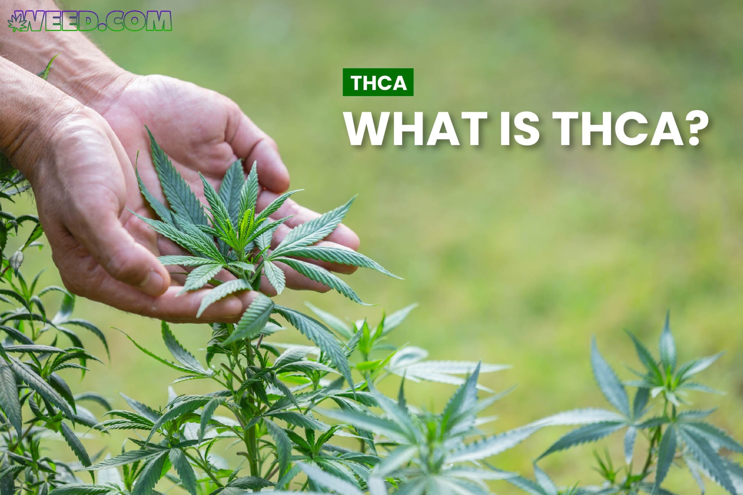 What is THCA?