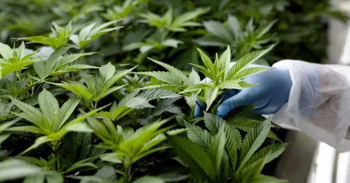 Understanding Terpenes