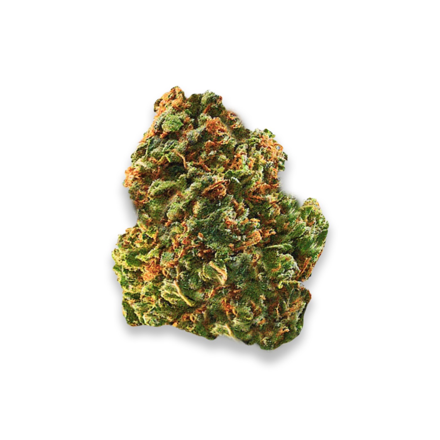 Featured image for “‘88 G13 Hashplant”