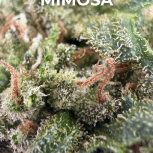 MIMOSA_2