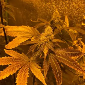 STRNG Seeds Zookies Auto 3 Zookies