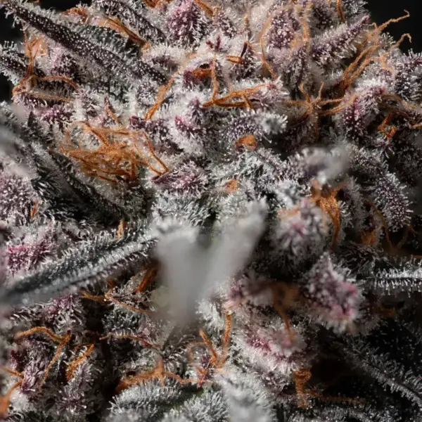 Afghan-Kush-1-1.webp