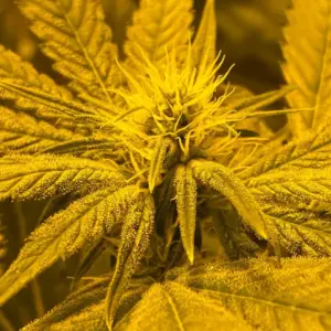 STRNG Seeds Afghan Skunk Auto 3 Afghan Skunk