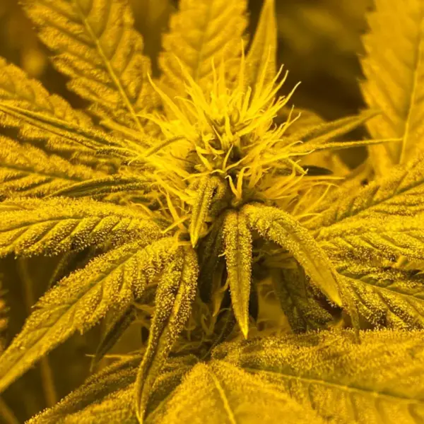 Afghan-Skunk.webp