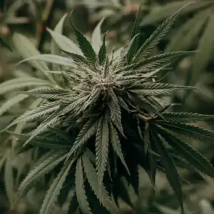 STRNG Seeds Amnesia Haze Auto 3 Amnesia Haze
