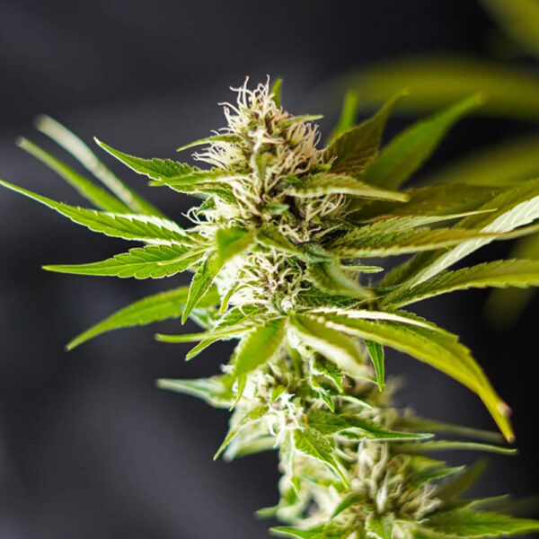 Apple-Fritter-x-Tangie-Gak.jpg