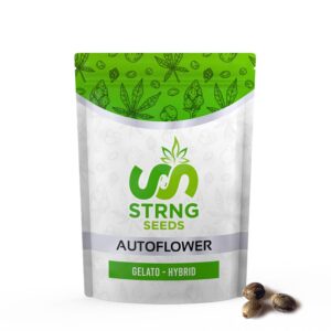 AutoFlower-Gelato-1-copy-min.jpg