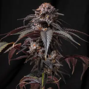 STRNG Seeds Berry White Auto 4 Berry White