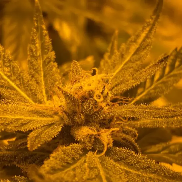Blue-Mystic.webp