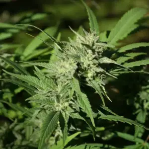 STRNG Seeds Chemdawg #4 Auto 4 Chemdawg 4