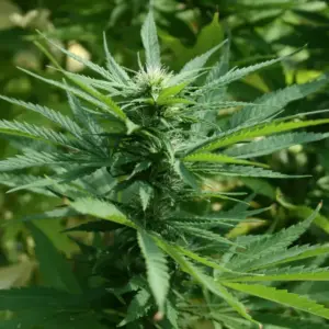 STRNG Seeds Chernobyl Auto 1 Chernobyl