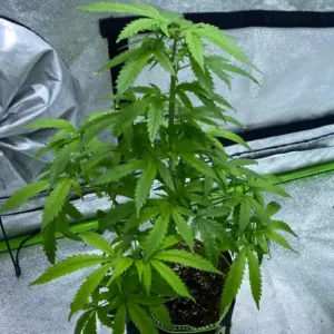 STRNG Seeds Cotton Candy Auto 3 Cotton Candy