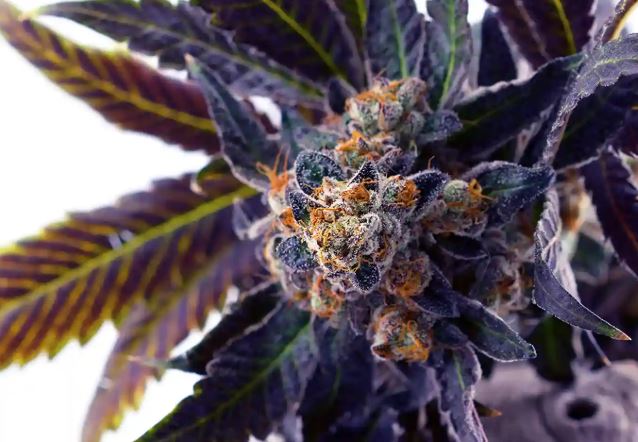 Do-Si-Dos strain vs Animal Cookies strain — Which Is Right for You? 4 Do Si Dos Strain