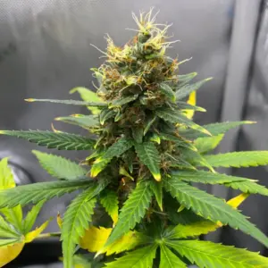 STRNG Seeds Dutch Treat Auto 2 Dutch Treat 1
