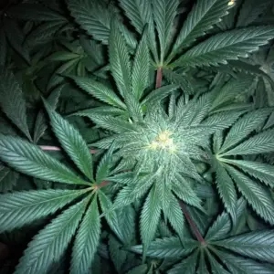 STRNG Seeds GMO Cookies Auto 4 GMO Cookies