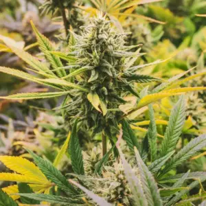 STRNG Seeds Ghost Train Haze Auto 3 Ghost Train Haze
