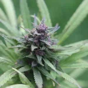 STRNG Seeds Grape Ape Auto 2 Grape Ape