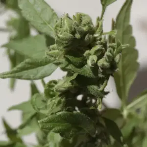 STRNG Seeds Gushers Auto 3 Gushers